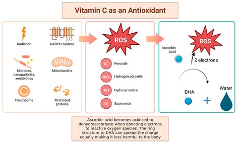 vitamin c antioxidant mechanism.